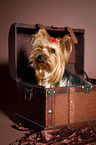 Yorkshire Terrier sits in crate