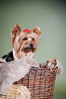 Yorkshire Terrier in basket