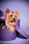 Yorkshire Terrier sits in paper box