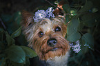 Yorkshire Terrier between flowers