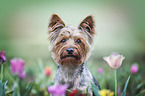 Yorkshire Terrier between flowers