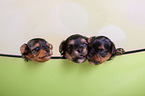 three Yorkshire Terrier Puppies