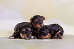 three Yorkshire Terrier Puppies