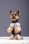 Yorkshire Terrier sits and beg