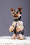 Yorkshire Terrier sits and beg