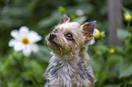 Yorkshire Terrier portrait