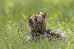 Yorkshire Terrier in summer