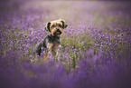 Yorkshire Terrier in summer