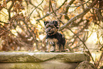 Yorkshire Terrier in autumn