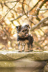 Yorkshire Terrier in autumn