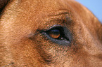 dogs eye