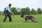 training protection dog