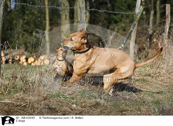 2 dogs / AB-03045