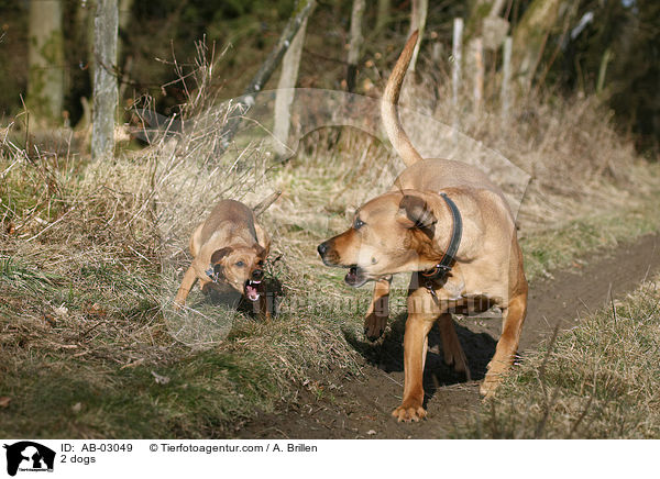 2 dogs / AB-03049