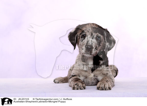 Australian-Shepherd-Labrador-Mongrel Puppy / JH-20143