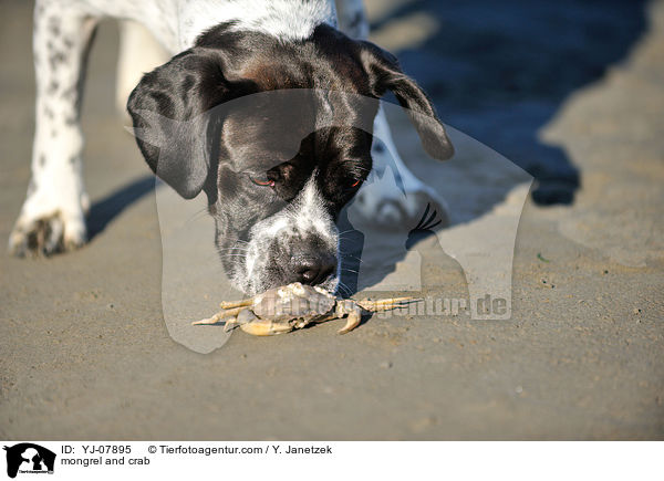 mongrel and crab / YJ-07895