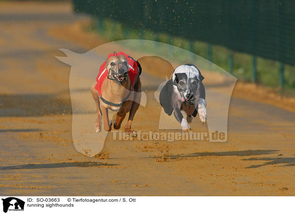 running sighthounds / SO-03663