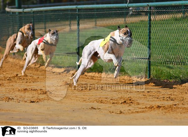 running sighthounds / SO-03665