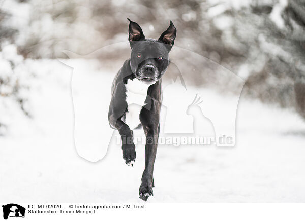 Staffordshire-Terrier-Mischling / Staffordshire-Terrier-Mongrel / MT-02020