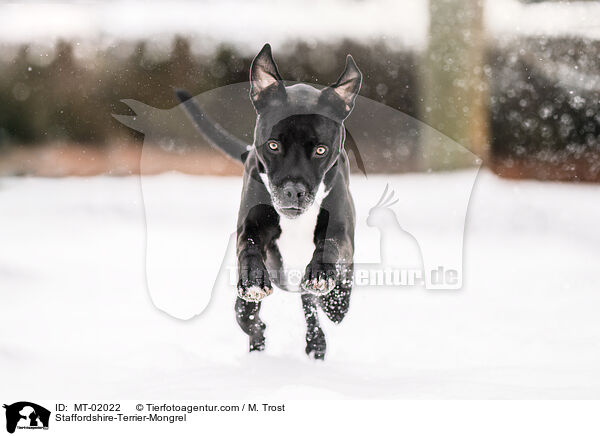 Staffordshire-Terrier-Mischling / Staffordshire-Terrier-Mongrel / MT-02022