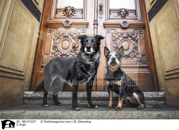 2 dogs / BE-01027