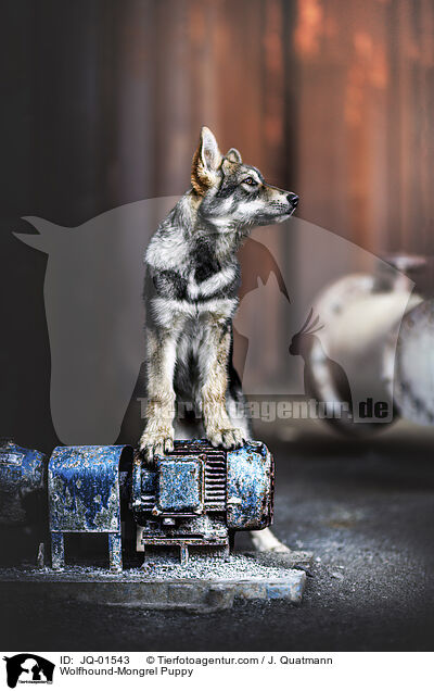 Wolfshund-Mischling Welpe / Wolfhound-Mongrel Puppy / JQ-01543