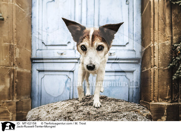 Jack-Russell-Terrier-Mischling / Jack-Russell-Terrier-Mongrel / MT-02158