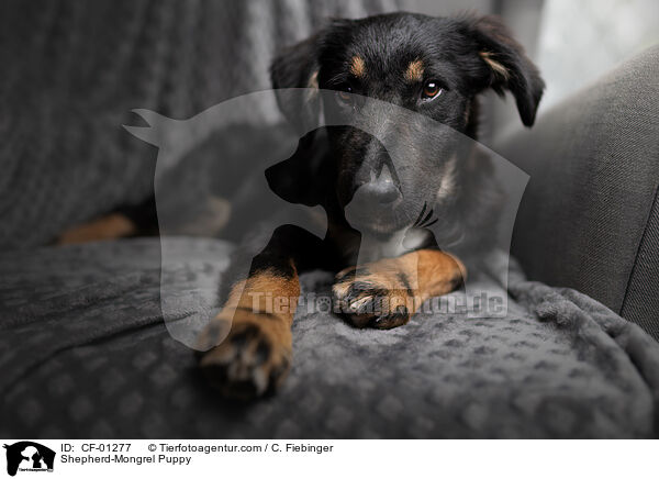 Schferhund-Mischling Welpe / Shepherd-Mongrel Puppy / CF-01277