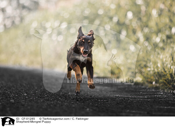Shepherd-Mongrel Puppy / CF-01285