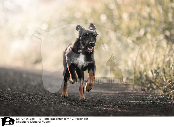 Shepherd-Mongrel Puppy / CF-01286