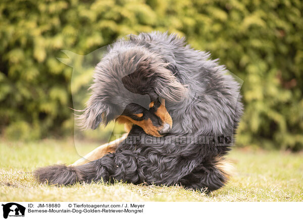Berner-Sennenhund-Golden-Retriever-Mischling / Bernese-Mountain-Dog-Golden-Retriever-Mongrel / JM-18680