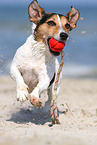 playing Jack-Russell-Mongrel