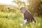 Bernese-Mountain-Dog-Shepherd Puppy