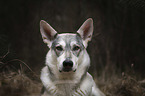 Wolfhound portrait