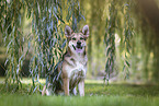 sitting Shepherd-Terrier-Mongrel