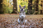 sitting Shepherd-Terrier-Mongrel