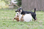 Dachshund-Mongrel Puppy with  Parson Russell Terrier Puppy