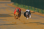 running sighthounds