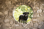 old Dachshund-Labrador-Retriever