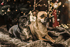 2 Chihuahua-Mongrels