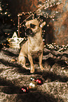 Chihuahua-Mongrel at christmas