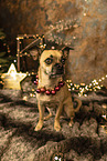 Chihuahua-Mongrel at christmas