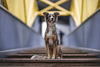Border-Collie-Greyhound