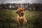 German-Boxer-Mongrel Puppy