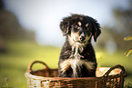 Bernese-Mountain-Dog-Berger-Blanc-Suisse Puppy
