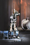 Wolfhound-Mongrel Puppy