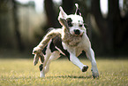 Staffordshire-Terrier-Mongrel