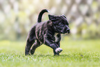 English-Pointer-Labrador-Retriever Puppy
