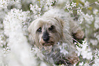 Dachshund-Yorkshire-Terrier