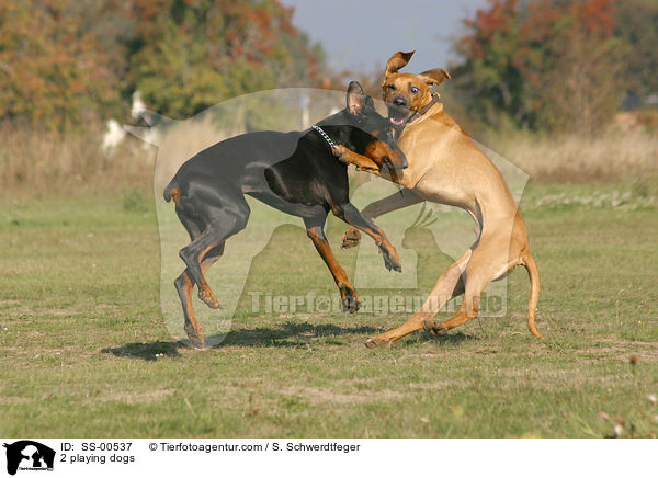 2 spielende Hunde / 2 playing dogs / SS-00537